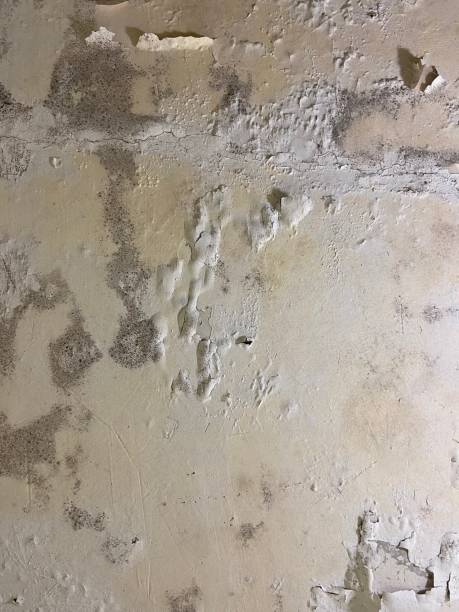 Best Crawl Space Mold Remediation in Postville, IA